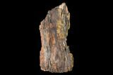 Tall, Colorful, Rough Petrified Wood Log - Arizona #143976-2